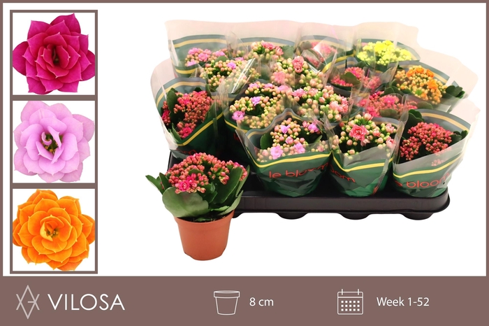 <h4>KAL GE GEM 5 KL</h4>