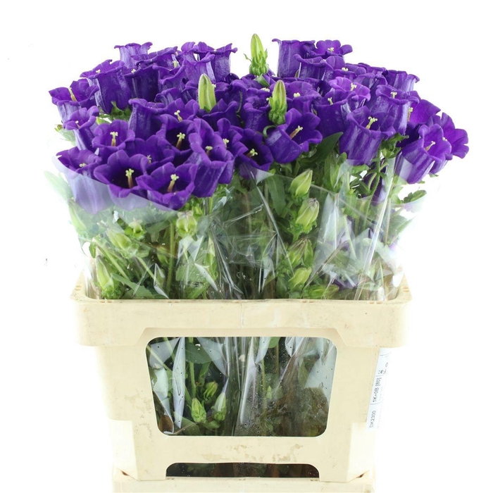 <h4>CAMP M CHAMPION BLUE</h4>