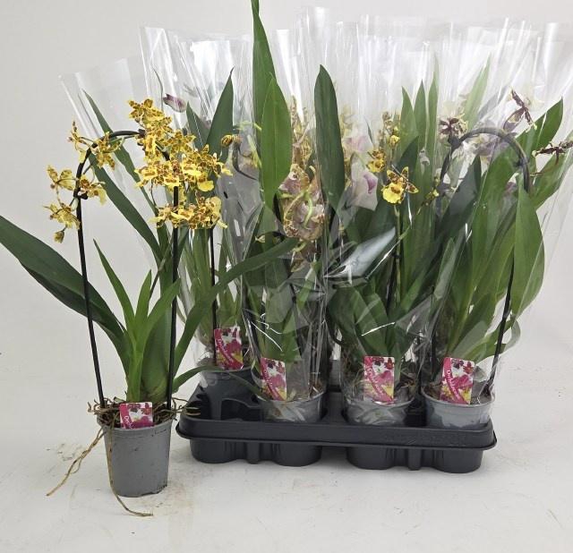 <h4>ORCHIDEEEN GEM</h4>