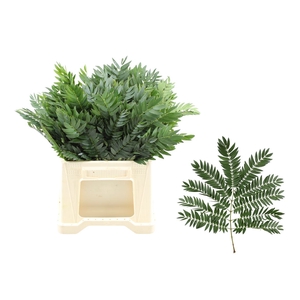 Mountian Cedar