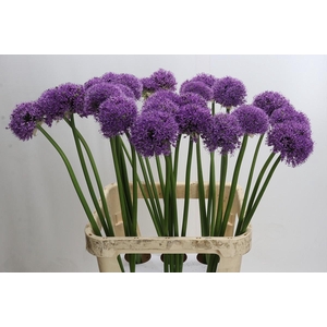 Allium Gladiator