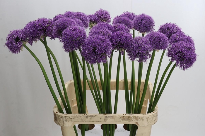 <h4>Allium Gladiator</h4>