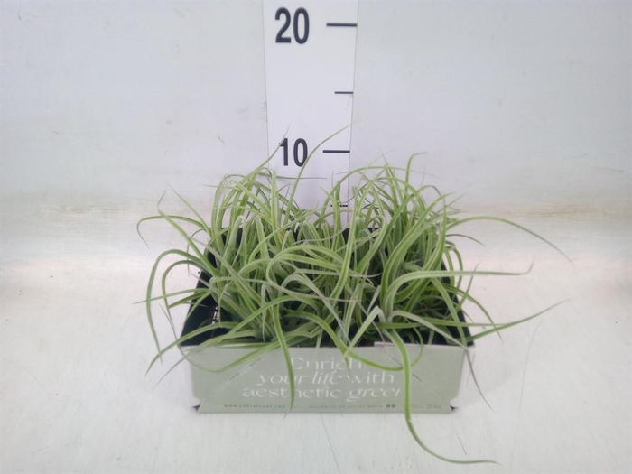 <h4>Tillandsia</h4>