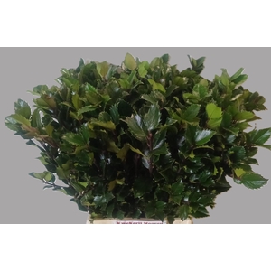 ILEX BL M BLU PRINCE