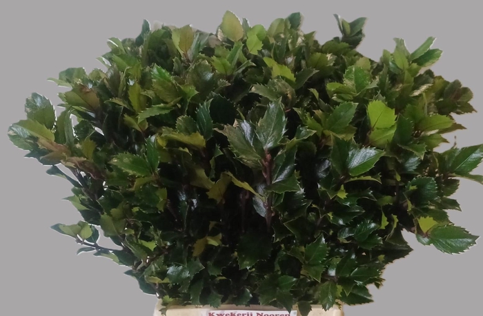 <h4>ILEX BL M BLU PRINCE</h4>