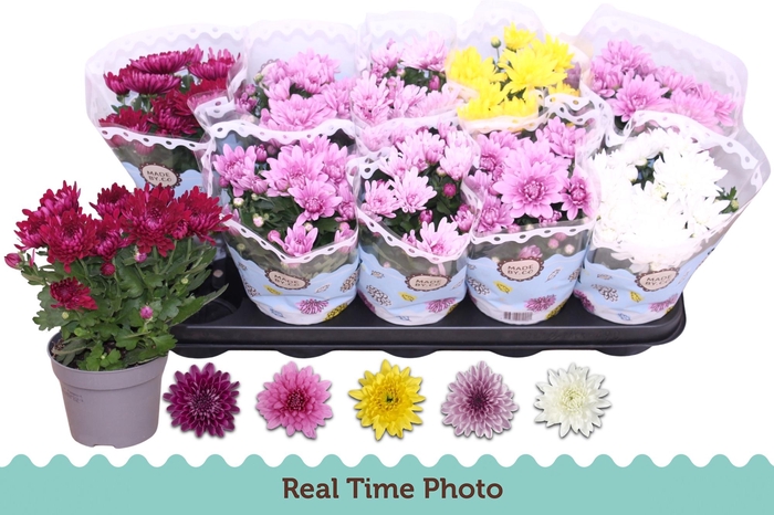 <h4>CHRYS GEVULDBL GEM</h4>