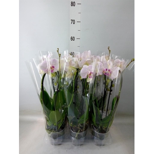 Phalaenopsis  'Elegant Cascade'