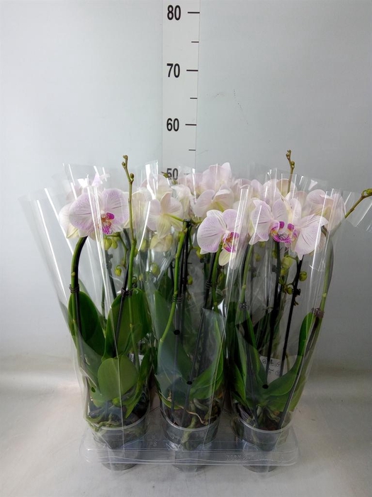 <h4>Phalaenopsis  'Elegant Cascade'</h4>