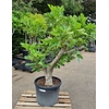 Ficus Carica Vertakt P65 H200 Nr39