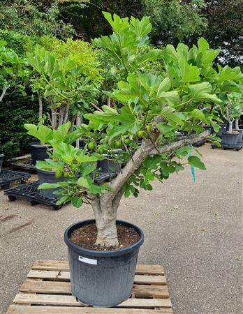 Ficus Carica Vertakt P65 H200 Nr39