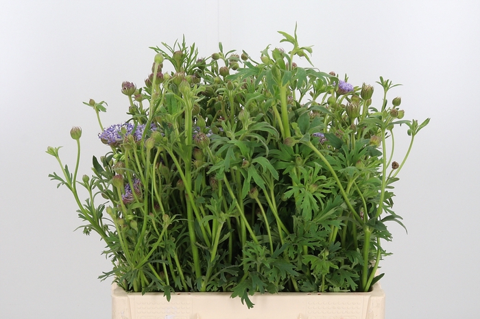 <h4>Didiscus Blauw</h4>