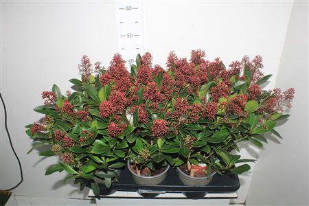 <h4>Skim J Rubella 12+</h4>