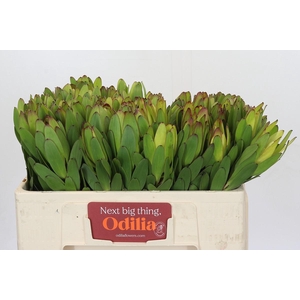 Leucadendron Goldstrike