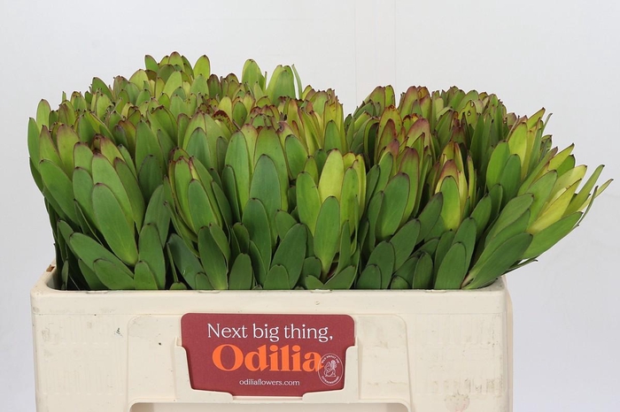 Leucadendron Goldstrike