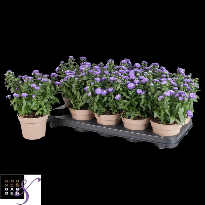 <h4>Aste Showm Blue Bayo</h4>