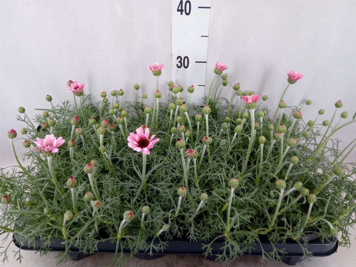 <h4>Rhodanthemum hosm. 'Zagora Pink'</h4>