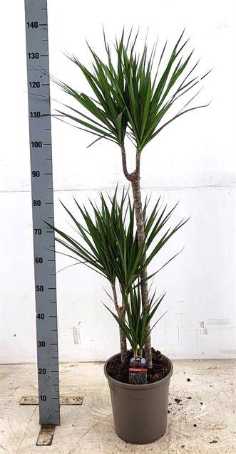 <h4>DRA MARGINATA P24 135CM</h4>