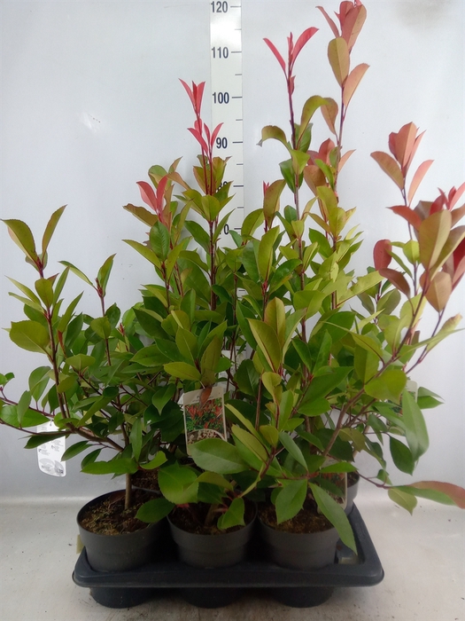 <h4>Photinia fraseri 'Red Robin'</h4>