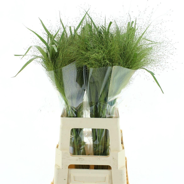 <h4>PANIC VI FONTAINE</h4>