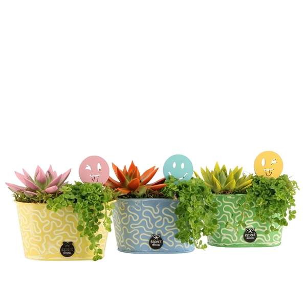 Arrangementen kamerplanten 6%