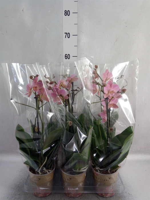 <h4>Phalaenopsis multi. 'Ant Treviso'</h4>