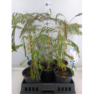 Albizia julibrissin