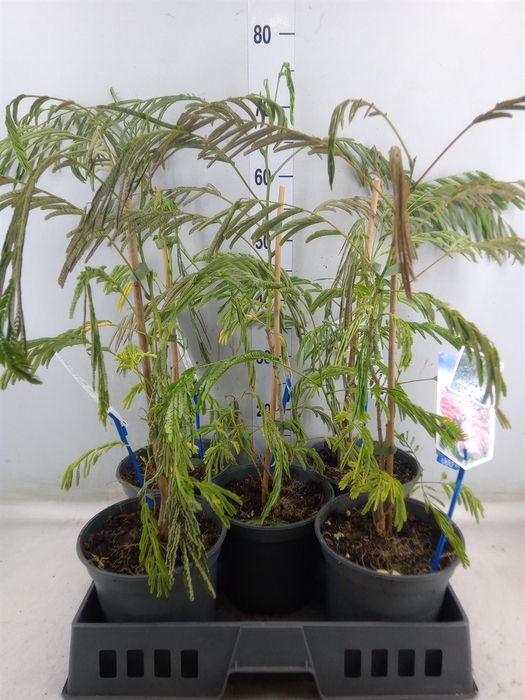 <h4>Albizia julibrissin</h4>