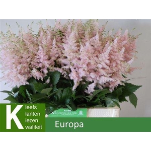 Astilbe Europa Light Pink