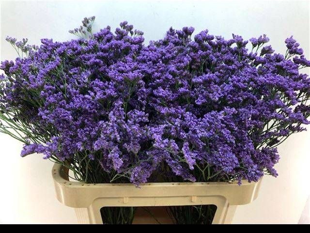 <h4>LIM MAINE BLUE</h4>