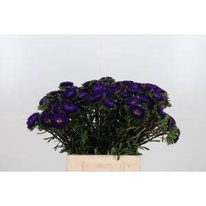 Callistephus Mats Blauw