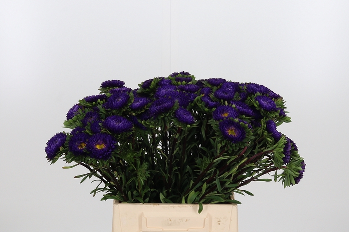 <h4>Callistephus Mats Blauw</h4>