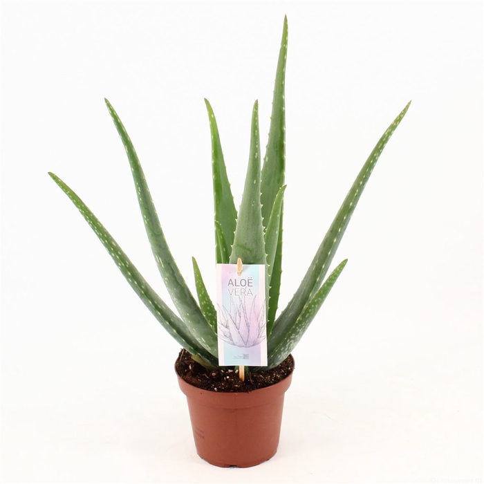 <h4>Aloe Vera P14</h4>
