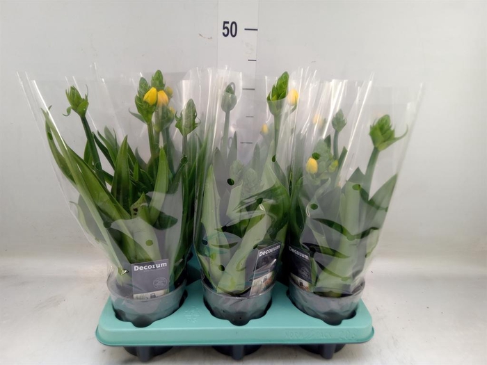 <h4>Ornithogalum dubium</h4>