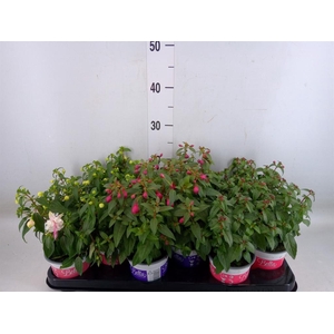 Fuchsia  'Bella Fuchsia'  ..mix