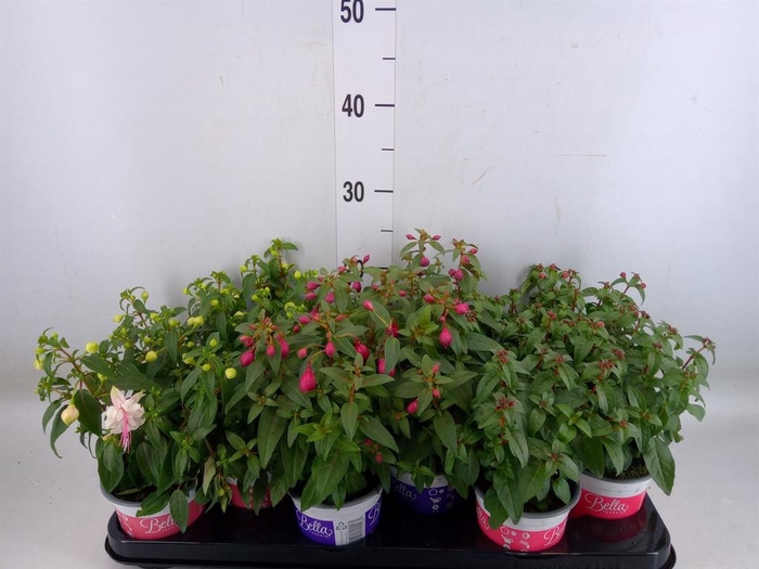 <h4>Fuchsia 'Bella Fuchsia' ..mix</h4>
