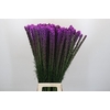 Liatris Callilepis