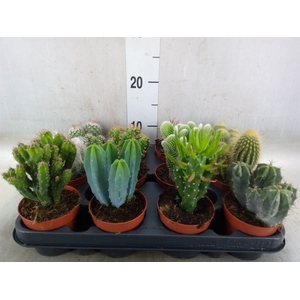 Cactus   ...mix
