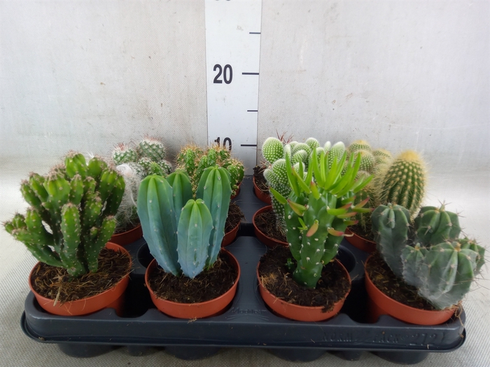 <h4>Cactus   ...mix</h4>