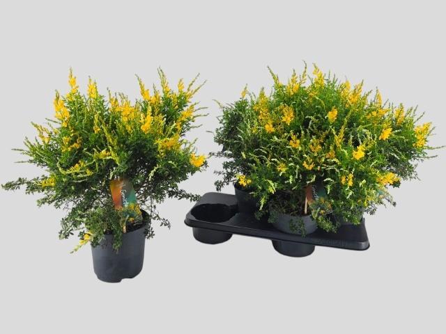 <h4>GENISTA X SP</h4>