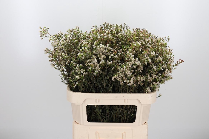 <h4>Chame Blondie</h4>