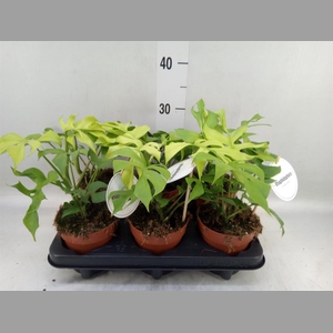 Rhaphidophora tetrasperma