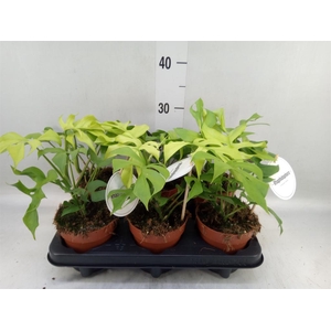 Rhaphidophora tetrasperma