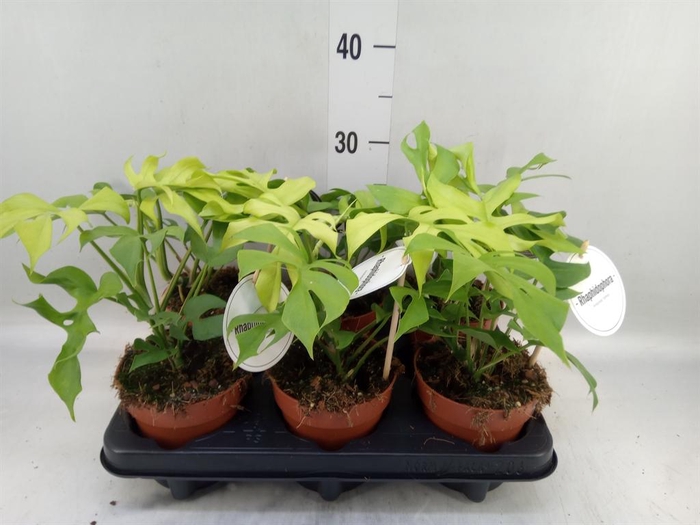 <h4>Rhaphidophora tetrasperma</h4>