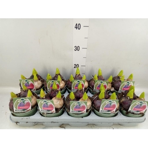 Hyacinthus orie.   ...mix 3