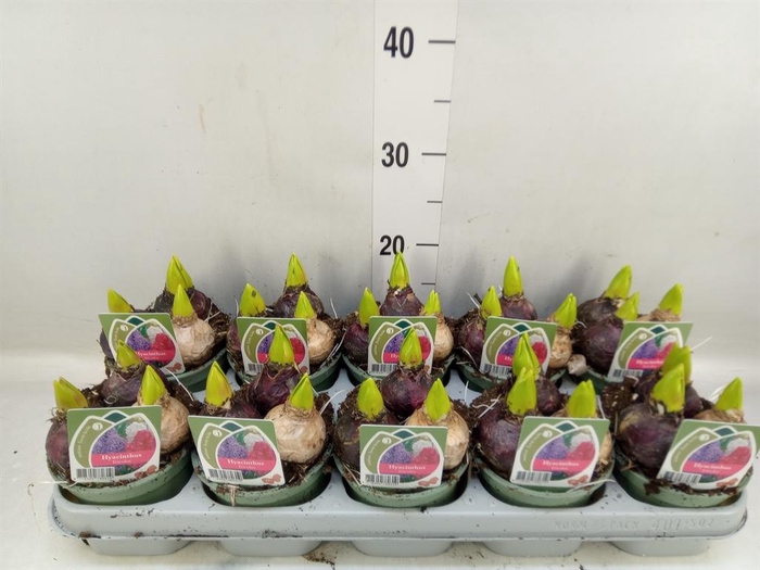 <h4>Hyacinthus orie. ...mix 3</h4>