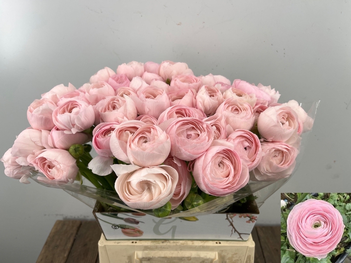 <h4>RAN SU HANOI</h4>