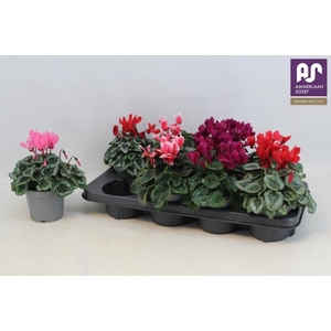 CYCL KL METIS DECORA