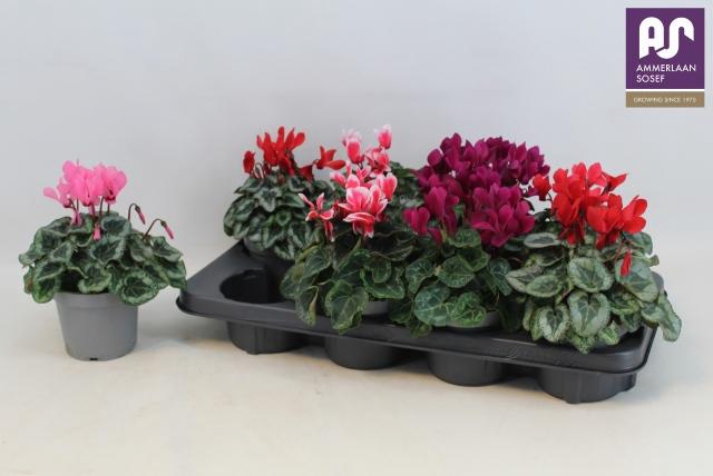 <h4>CYCL KL METIS DECORA</h4>