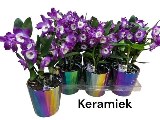 <h4>DEND NOBILE</h4>