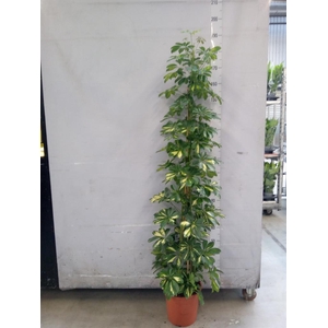 Schefflera arbor. 'Gold Capella'